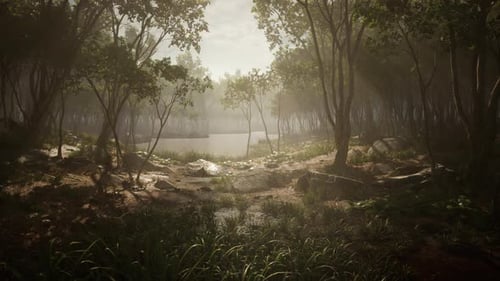 River in Mysterious Forest with Fog