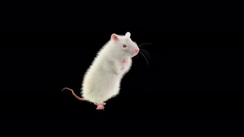 Dancing White Rat 3D Animation with Alpha Channel