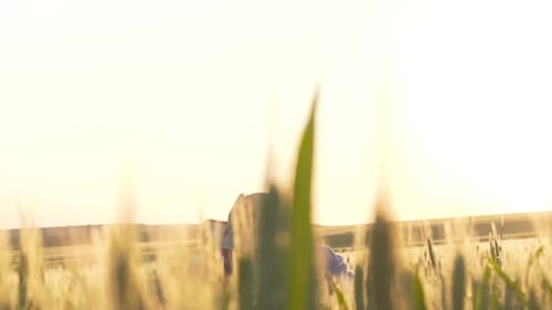 Young Farmer Looks on the Wheat Harvest and Rejoices at Sunset in the Field