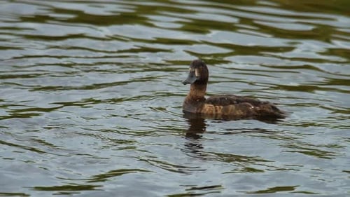Brown Duck Swimming in Tropical Waters