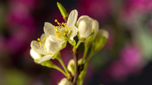 Delicate White Flowers Blooming in Time Lapse