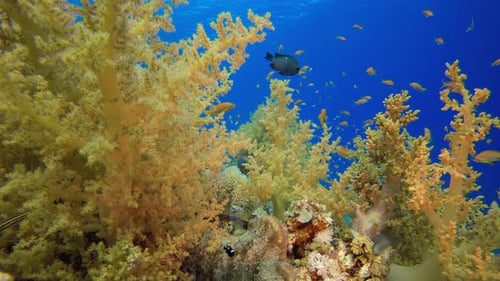 Broccoli Corals Garden