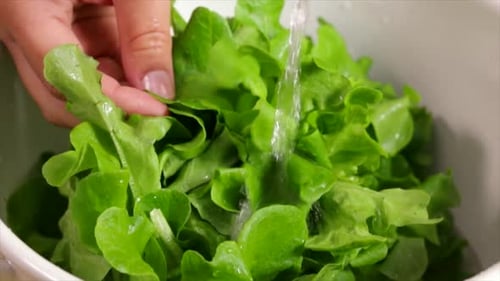 Hand Washing Fresh Green Lettuce Leaves in Bowl