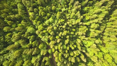 Top down aerial view of green summer forest with many fresh trees.