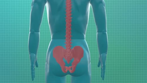 3D Human Anatomy Animation of Spine and Pelvis Rotation