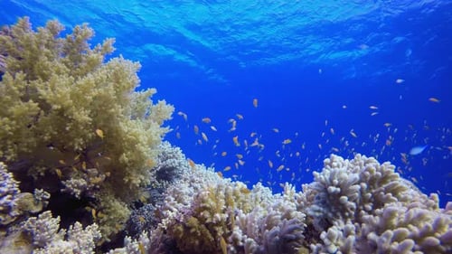 Underwater Sea Fish Tropical Reef