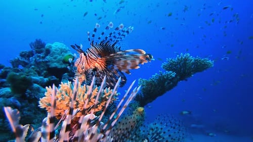 Coral Reef with Lionfish Underwater