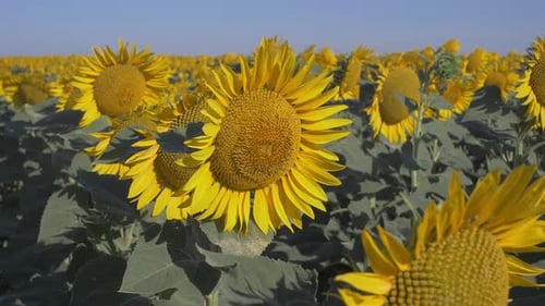 Field of Sunflowers in Rural Farmland