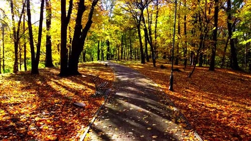 Aerial drone view of a flying in the autumn park. Autumn leaves on a park path.