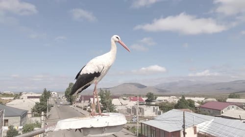Survol de la cigogne blanche dans son nid à Ninotsminda, en Géorgie