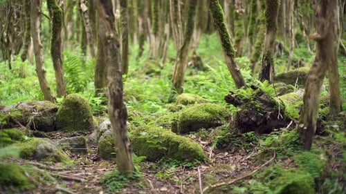 Wald-Textur