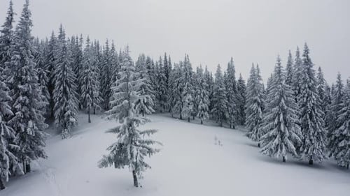 Schnee fällt an den Tannen. Luftaufnahme eines mit Schnee bedeckten Bergwaldes.