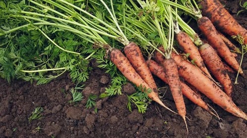 Fresh Carrots with Green Tops on Soil