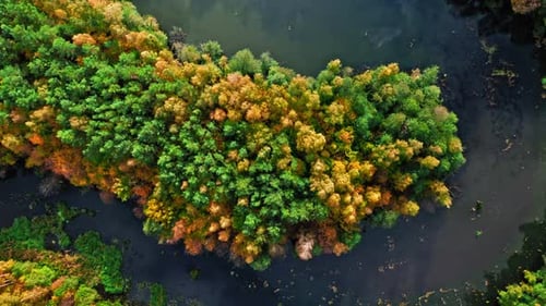 River and brown forest in autumn. Aerial view of wildlife.
