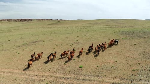 Aerial Drone Shot Flying Over a Herd of Horses in Steppes in Mongolia