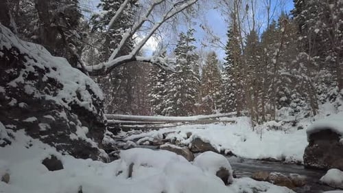 Slowly moving over snow towards creek in winter
