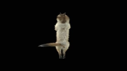 Gato dançando HD