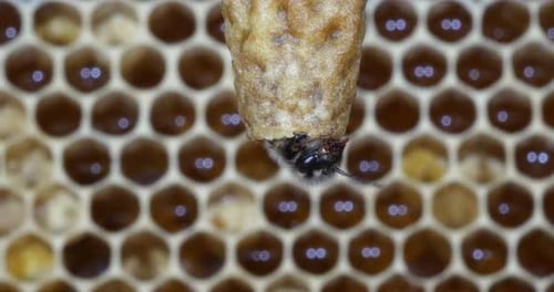 |European Honey Bee, apis mellifera, Emergence of a Queen, Bee Hive in Normandy, Real Time 4K