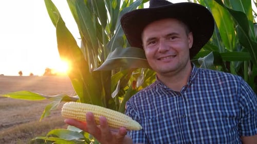 Farmer in Hat Inspecting Corn Cobs with Field at Background