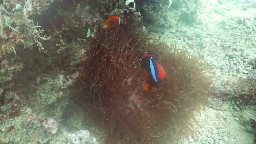 Clownfish Hiding in Anemone on Coral Reef