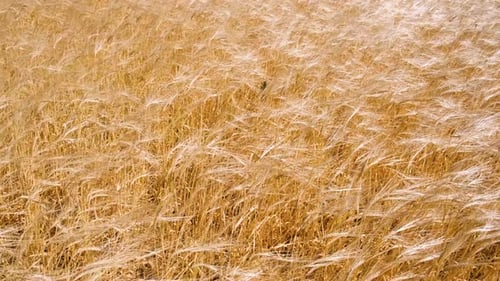 Ears of wheat on the field. Wheat swaying in the wind