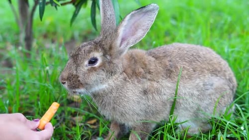 Rabbit Eating Carrot in Green Grass Field
