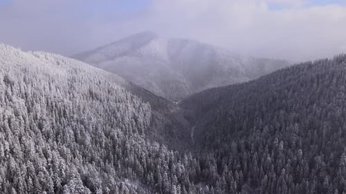 Aerial View of a Frozen Forest with Snow Covered Trees at Winter in Carpathian Mountains