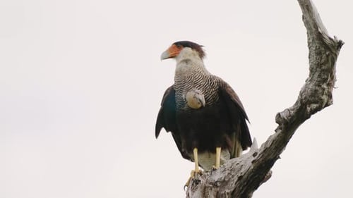 Großer langbeiniger Falke, wilder und feuriger Caracara mit Haube, Caracara Plancus hockt immer noch auf einem toten t