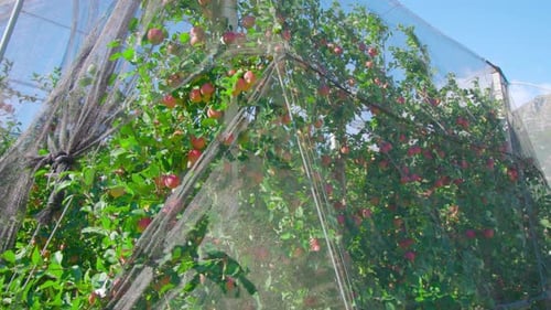 Apple Orchard Under Protective Netting on Sunny Day