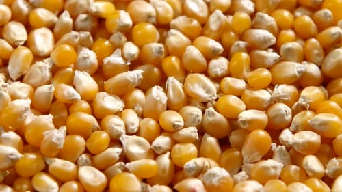 Sweetcorn Seeds. Rotating. Close Up