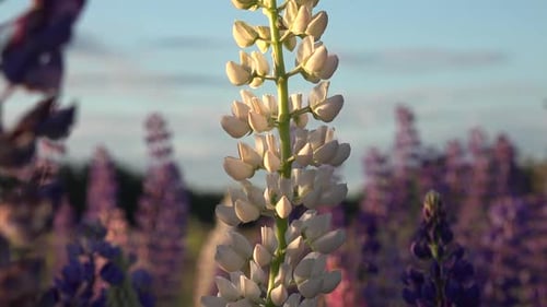 Close Up of White Lupine Wildflowers in Summer