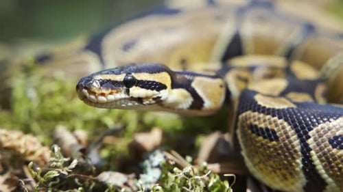 Gros plan du constricteur Big Boa