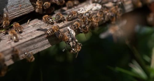 901312 European Honey Bee, apis mellifera, Bees standing at the Entrance of The Hive, Bees exiting t
