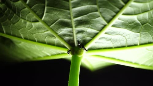 Grüne Blatt-Analyse