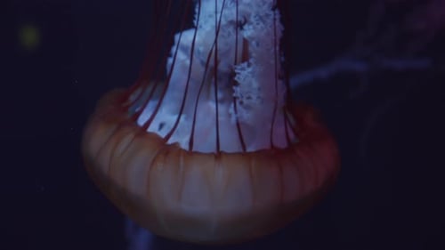 Closeup Shot of Exotic and Beautiful Red Jellyfish Swimming in Black Ocean Underwater in Pattern in