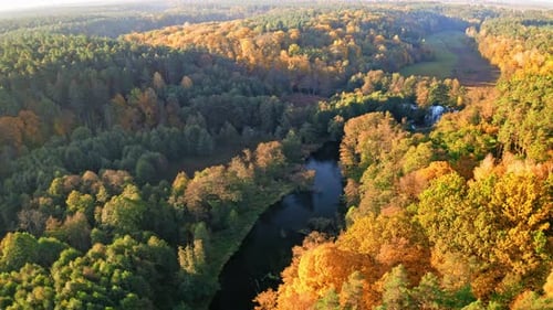 River and colorful forest in autumn at sunrise, aerial view