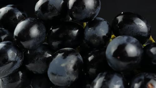 Close Up of Fresh Black Grapes