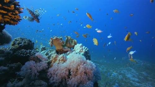 Underwater Tropical Reef Lionfish