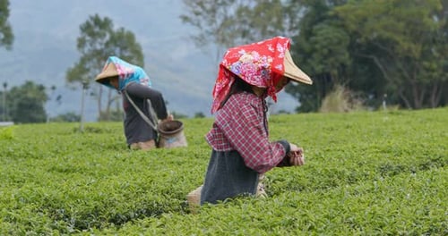 People pick tea leaves in the farm