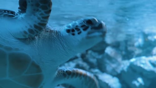Meerestiere Tropische Schildkröte