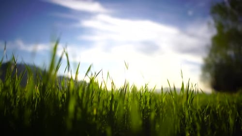 Golden Sunlight Shines Behind Green Grass