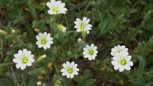 White Flowers In The Forest 2