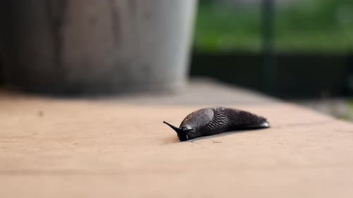 Abscheuliche braune spanische Schnecke kriecht auf Betonboden, Nahaufnahme
