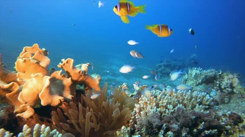 Vibrant Coral Reef with Clownfish and Damselfish