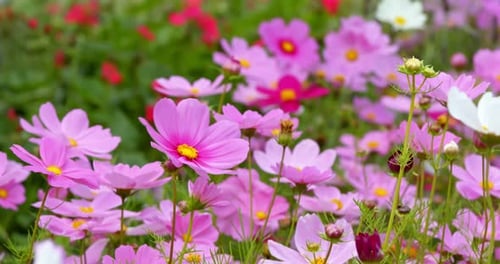 Pink cosmos flower garden