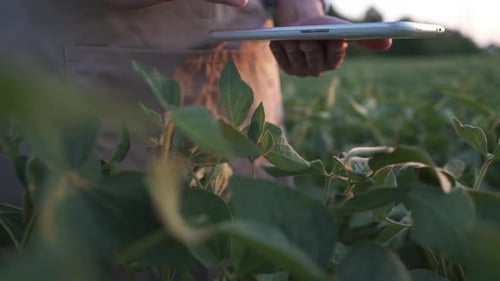 Male Farmer Agronomist Examining Soybean Plants in Cultivated Field