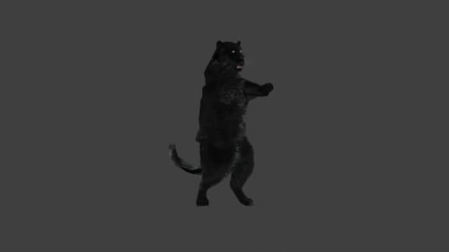 Realistic Black Panther Dancing on Hind Legs Animation