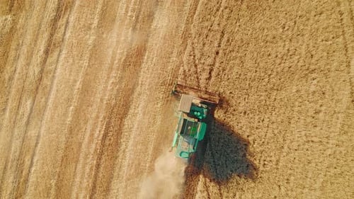 Aerial View Harvester Working in the Field. Combine Harvester Agricultural Machine Collecting Golden
