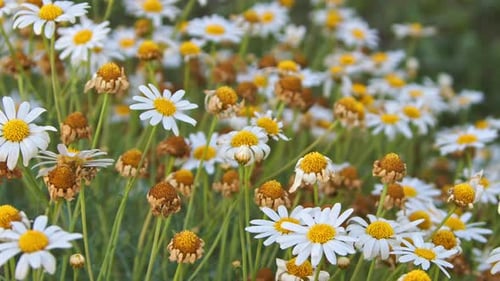 Yellow And White Daisy Flowers In Garden