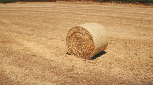 Yellow Haystack Rolls Bales on Wheat Meadow Field After Harvest in Countryside in Cyprus